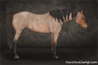 Horse Color:Bay Roan 