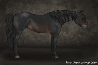 Horse Color:Gray Bay 