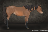 Horse Color:Bay Roan 
