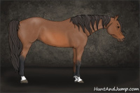 Horse Color:Bay Roan 