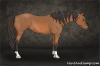 Horse Color:Bay 