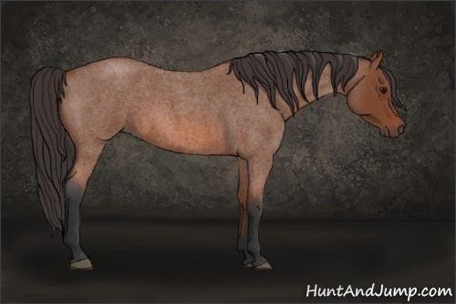 Horse Color: Bay Roan 