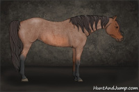 Horse Color:Bay Roan 