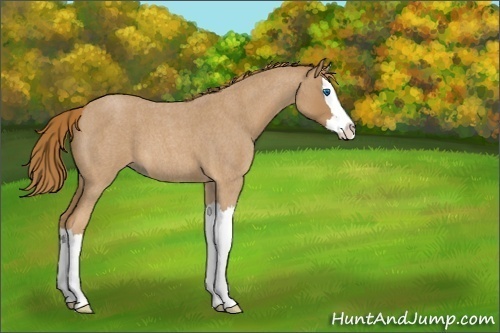 Horse Color:Red Roan Sabino Splash 