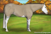 Horse Color:Classic Cream Champagne Splash 