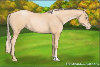 Horse Color:Palomino Pearl
