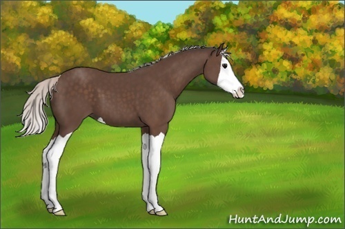 Horse Color:Silver Black Splash