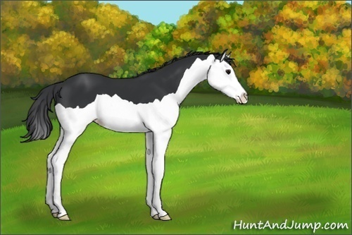 Horse Color:Black Splash
