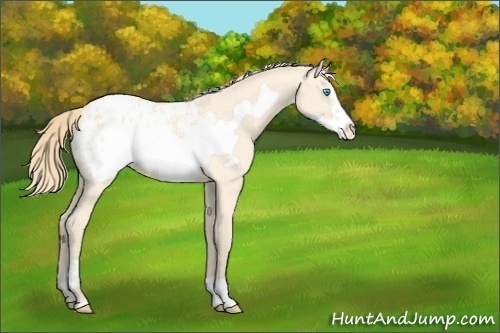 Horse Color:Perlino Frame Blanket Rabicano 