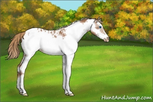 Horse Color:White Spotted Chestnut Frame Appaloosa 