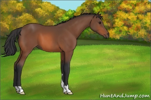 Horse Color:Unknown 