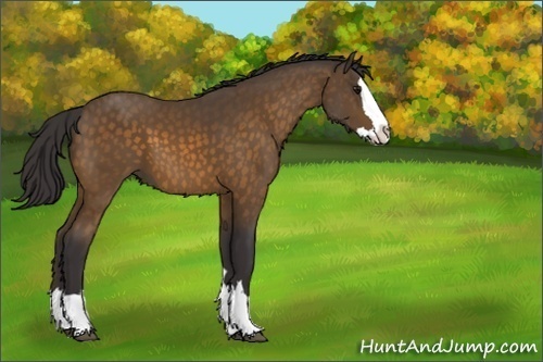 Horse Color:Buckskin Sabino Splash 