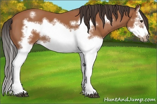 Horse Color:Bay Splash Frame