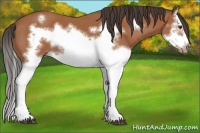 Horse Color:Bay Splash Frame