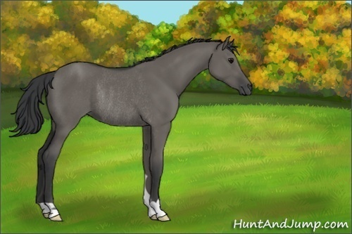 Horse Color:Grullo Rabicano