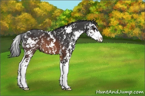 Horse Color:Brown Sabino 