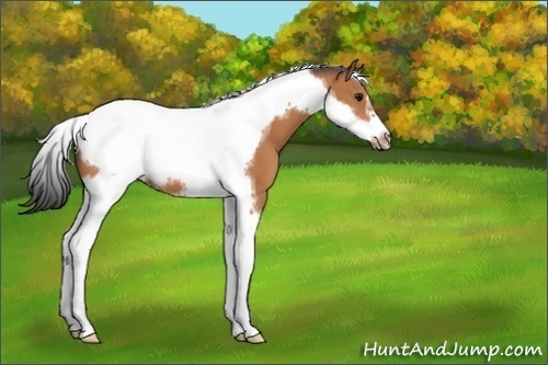 Horse Color:Bay Tobiano Frame 