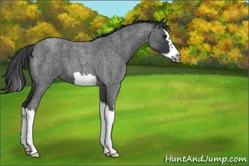 Horse Color:Blue Roan Splash Frame 