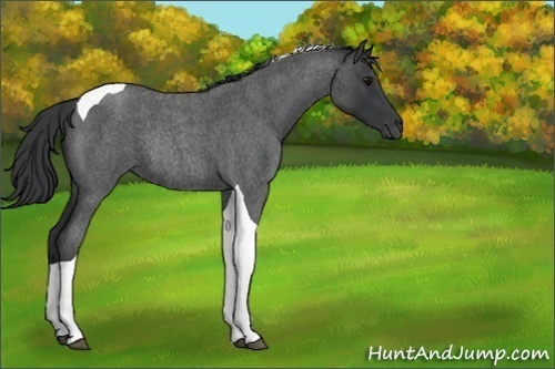 Horse Color:Blue Roan Tobiano Rabicano 