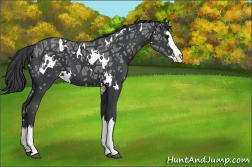 Horse Color:White Spotted Black Ice Splash 