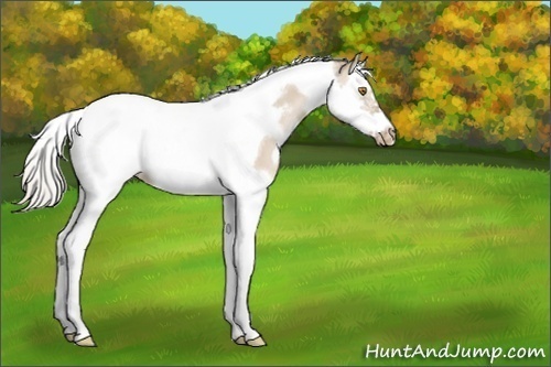 Horse Color:White Spotted Silver Grullo Pearl Splash Tobiano Frame Rabicano 