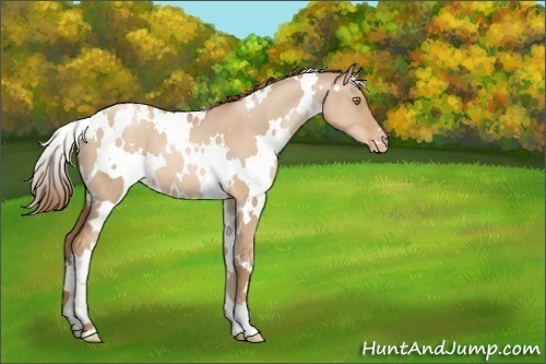Horse Color:White Spotted Liver Red Dun Pearl Blanket