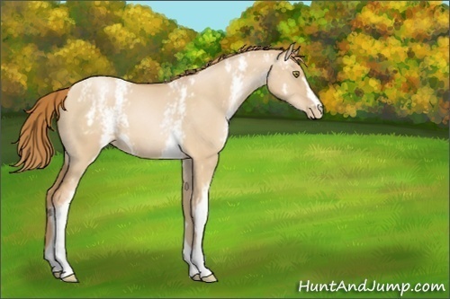 Horse Color:White Spotted Red Dun Pearl 