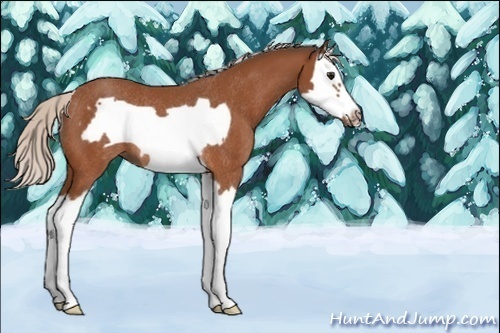 Horse Color:Silver Bay Splash Frame Rabicano 