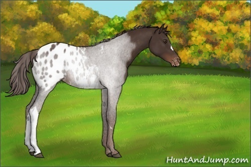 Horse Color:Liver Chestnut Appaloosa Rabicano 