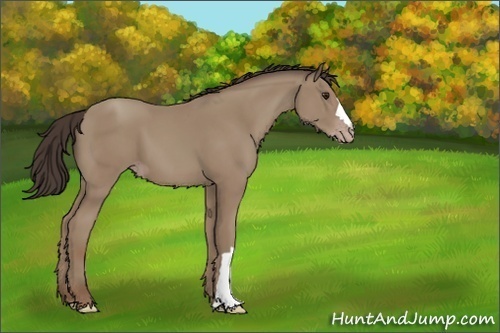 Horse Color:Classic Champagne 