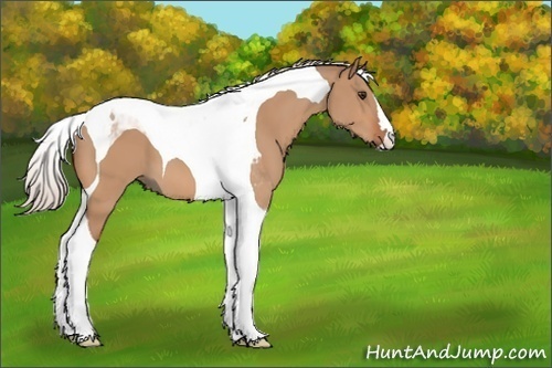 Horse Color:Silver Bay Dun Tobiano 