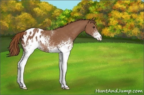 Horse Color:White Spotted Chestnut Blanket