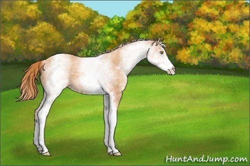 Horse Color:White Spotted Gold Champagne