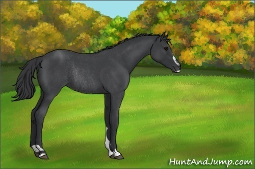 Horse Color:Unknown 