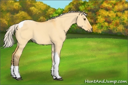 Horse Color:Silver Buckskin Dun Tobiano