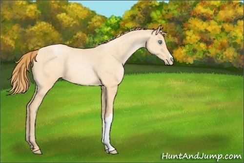 Horse Color:Buckskin Pearl 
