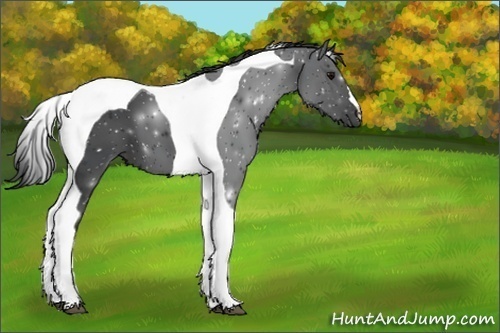 Horse Color:ERROR: UNKNOWN ANOMALY