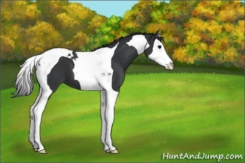 Horse Color:Black Splash Tobiano