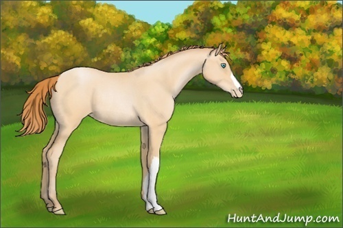 Horse Color:Buckskin Roan Pearl Rabicano 