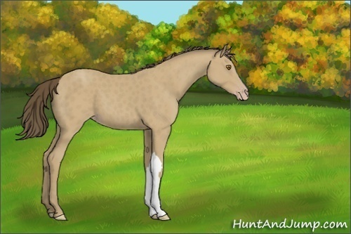 Horse Color:Classic Cream Champagne 