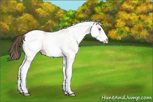 Horse Color:White Spotted Classic Cream Champagne 