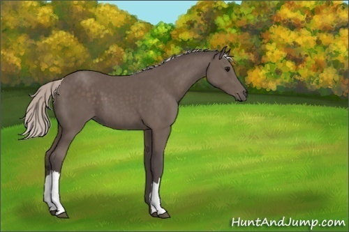 Horse Color:Unknown 