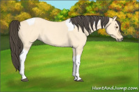 Horse Color:Buckskin Roan Dun Tobiano 