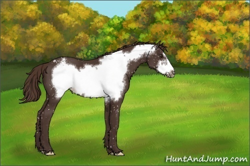Horse Color:Liver Chestnut Frame Appaloosa