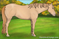 Horse Color:Gold Champagne 
