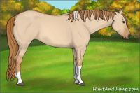 Horse Color:Red Dun Tobiano 
