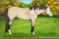 Horse Color:Buckskin Dun
