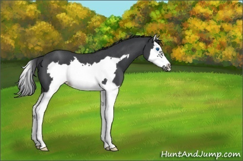Horse Color:Blue Roan Splash Frame 