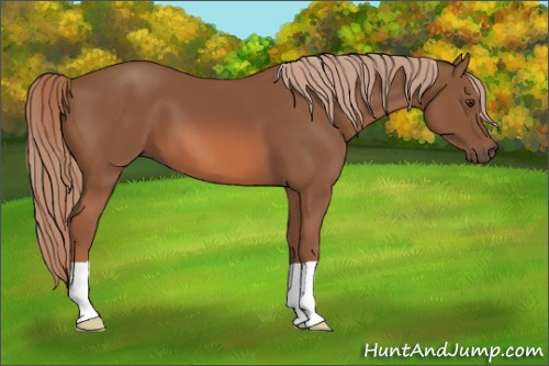Horse Color: Liver Chestnut 