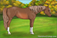 Horse Color:Liver Chestnut 